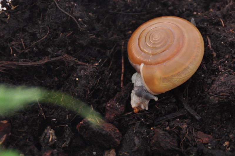 Macrochlamys sp. Vietnam