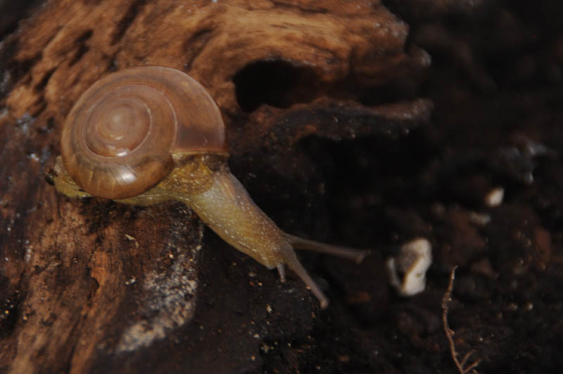 Macrochlamys sp. Sri Lanka