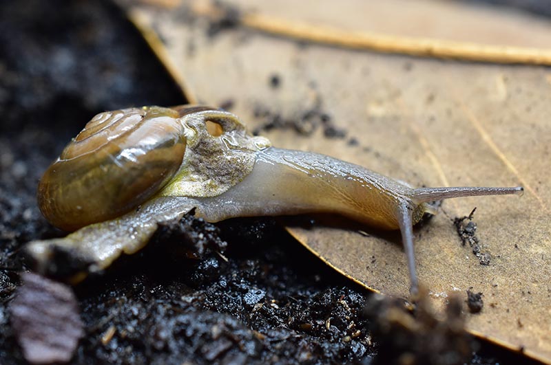 Macrochlamys kelantanensis