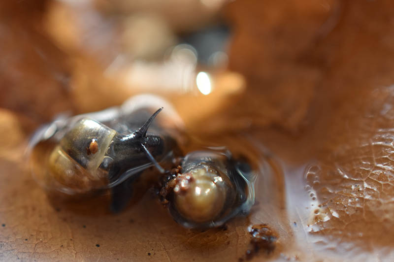 Moulinsia fusca erythrostoma