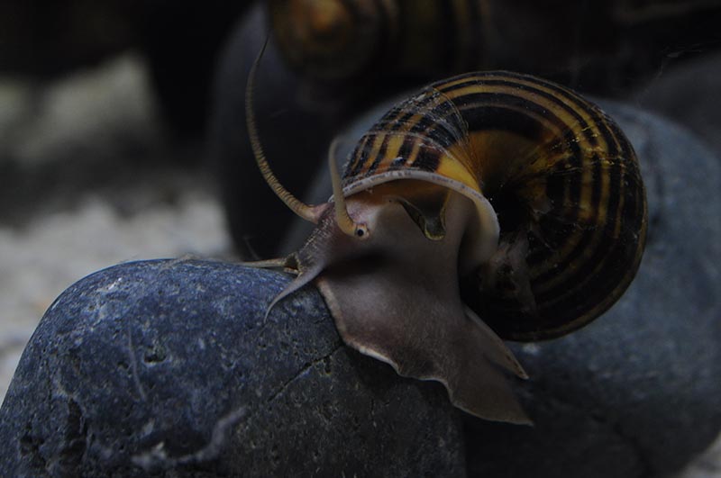 Pomacea glauca