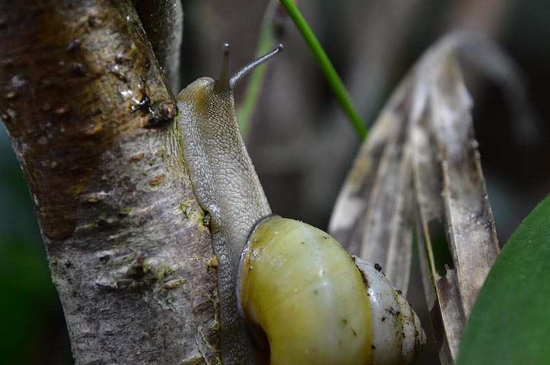 Satsuma eucosmia