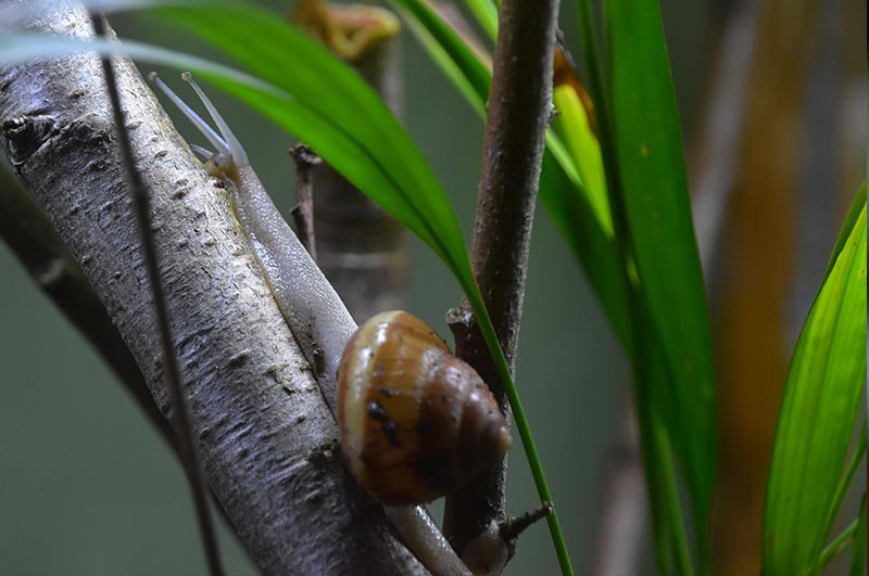 Satsuma eucosmia