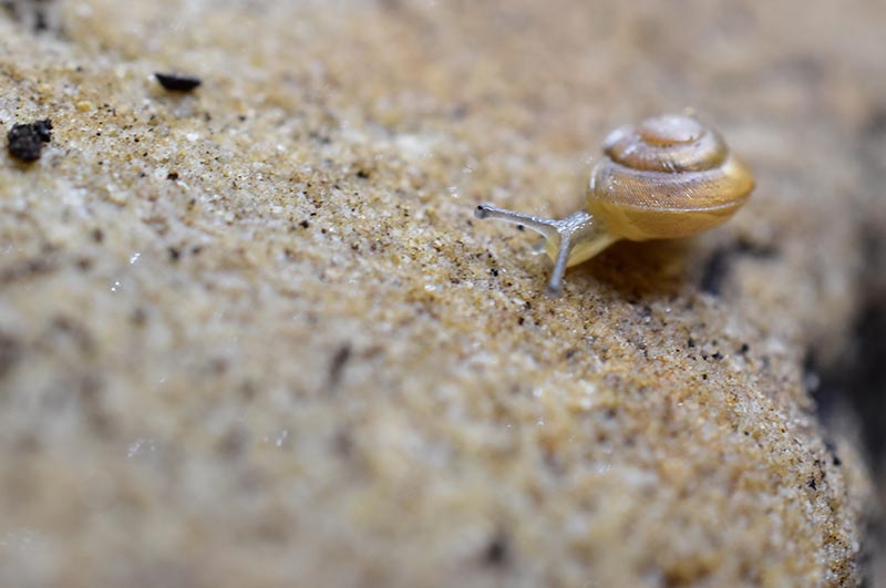 Trochonanina mozambicensis